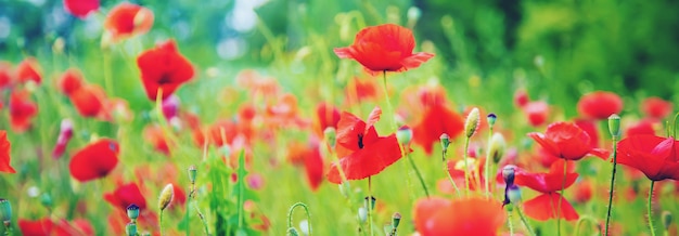 Champ avec coquelicots rouges en fleurs.