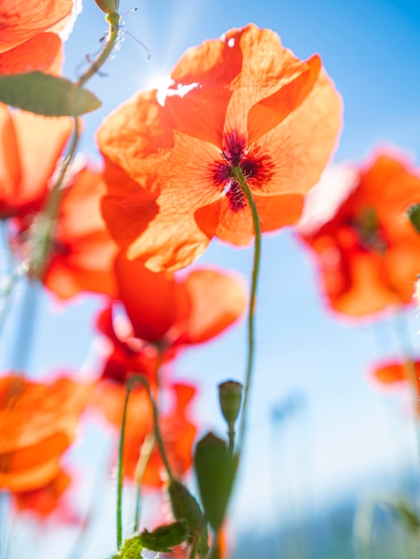 Champ de coquelicots rouges Libre de coquelicots Worm Eye View