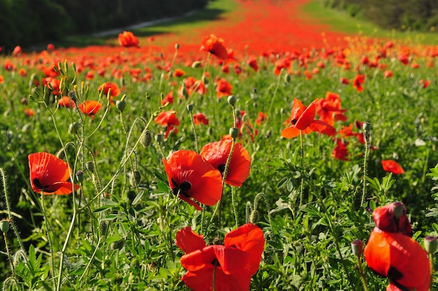 Champ de coquelicots