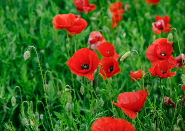 Champ de coquelicots