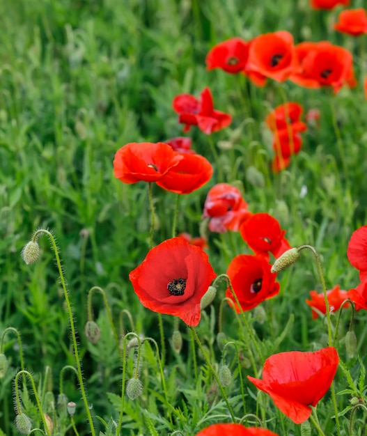 Champ de coquelicots