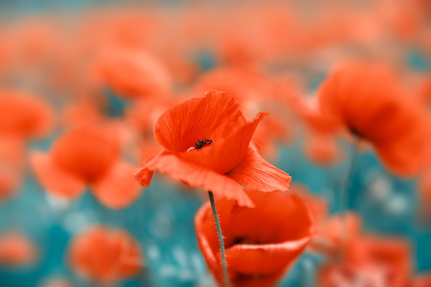 Champ de coquelicots