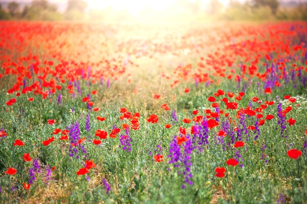 Champ de coquelicots