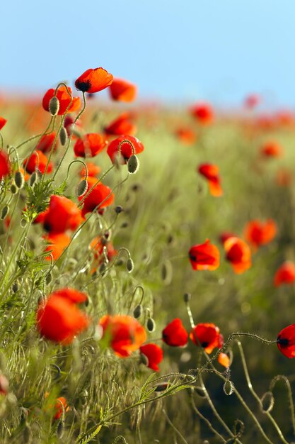 champ de coquelicots