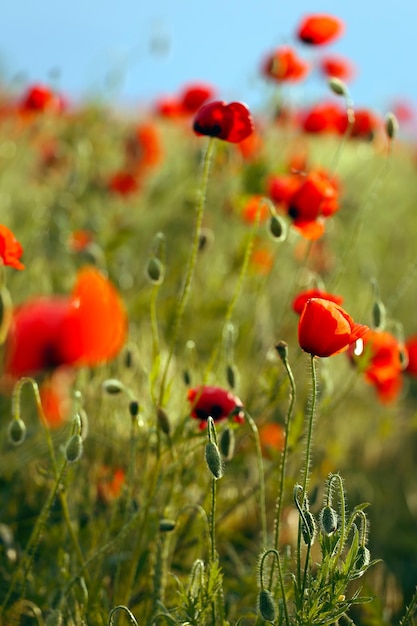 champ de coquelicots