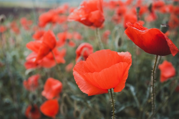 Photo le champ de coquelicots