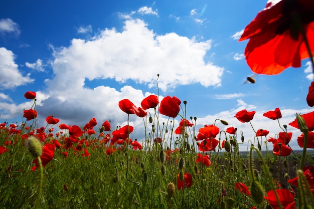 Le champ de coquelicots