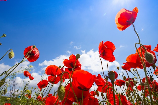 Le champ de coquelicots