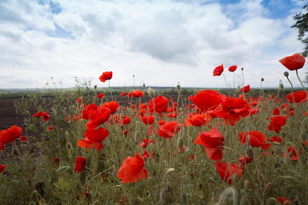 Le champ de coquelicots