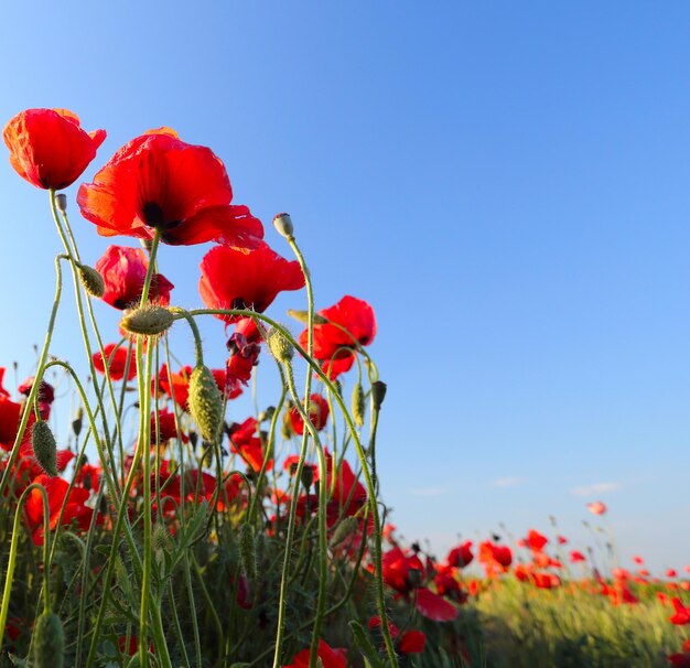 Champ de coquelicots