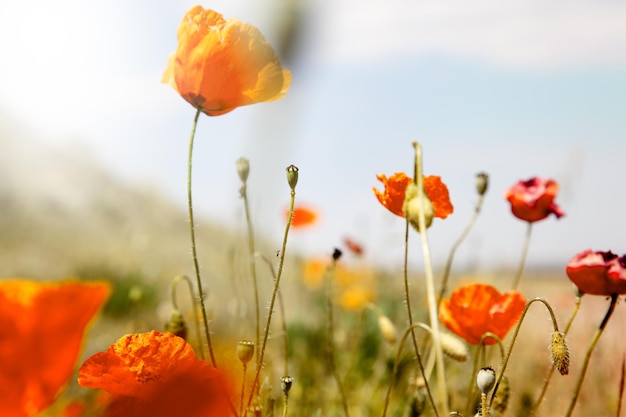 Champ de coquelicots.