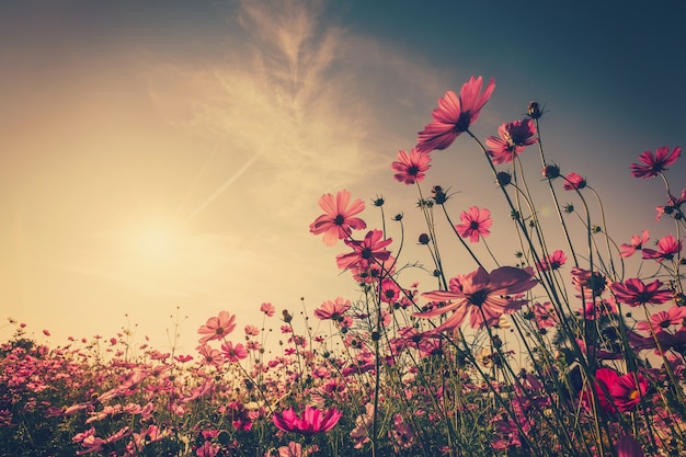 Photo champ cosmos fleur et soleil du ciel avec filtre vintage.