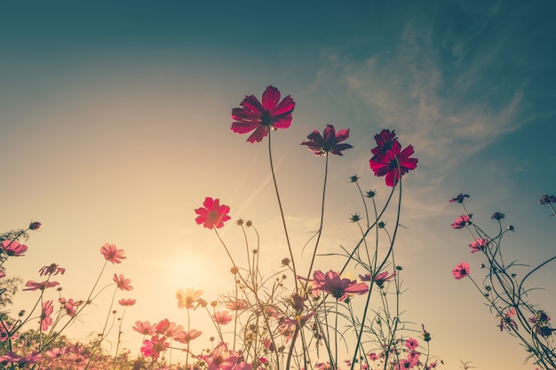 Champ cosmos fleur et soleil du ciel avec filtre Vintage.