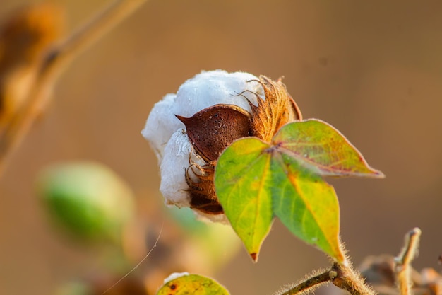 Champ De Coton Indien à La Saison D'hiver