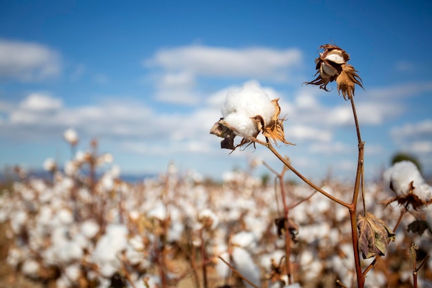 Champ de coton (Turquie - Izmir). Photo conceptuelle de l'agriculture.