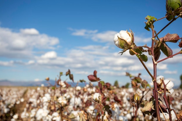 Champ de coton (Turquie - Izmir). Photo conceptuelle de l'agriculture.