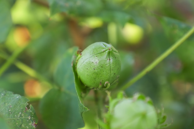 Champ de coton vert en Inde