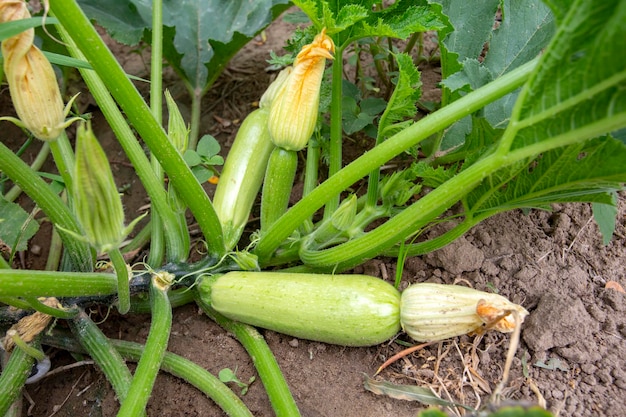 Champ de courgettes biologiques fraîches vertes. Photo conceptuelle de l'agriculture.