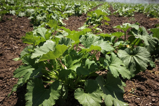 champ de courgettes