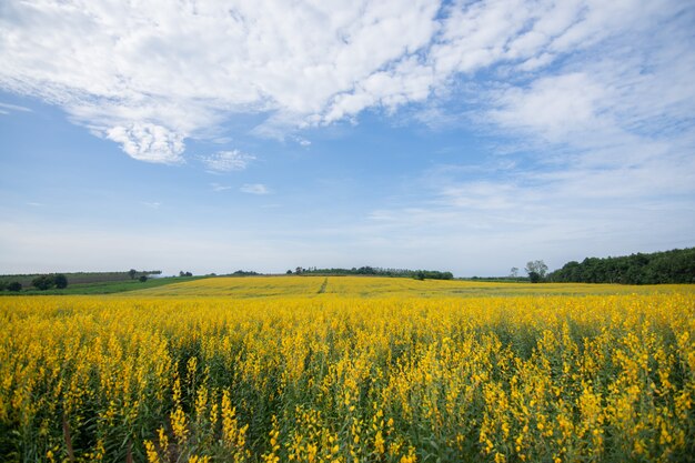 Champ de crotalaria avec un ciel magnifique.