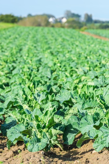 Champ cultivé de rangées de lit de salade verte fraîche Tourné avec une mise au point sélective