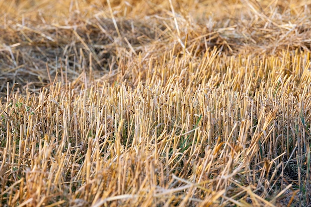 Champ de culture de céréales