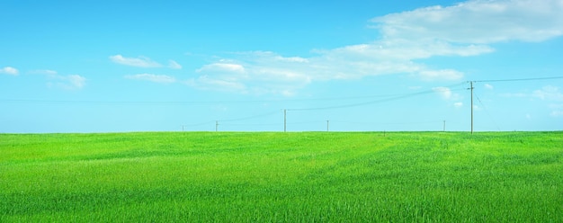 Champ de cultures vertes avec des poteaux électriques contre un ciel bleu clair avec des nuages Panorama du paysage