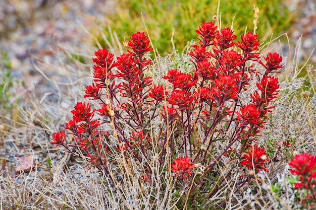 Champ désertique herbeux avec de belles fleurs rouges en détail