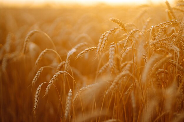 Champ doré de blé au coucher du soleil le soir Croissance nature récolte Agriculture ferme