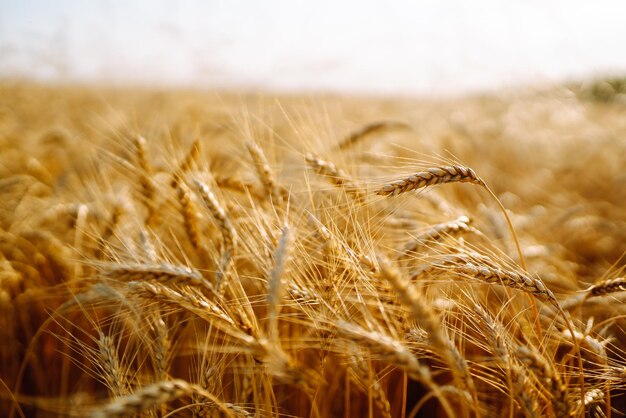 Champ doré de blé au coucher du soleil le soir Croissance nature récolte Agriculture ferme