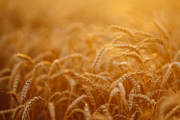 Champ doré de blé au coucher du soleil le soir Croissance nature récolte Agriculture ferme