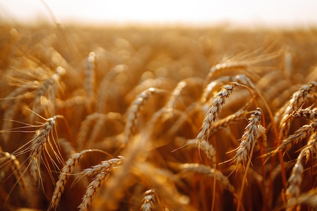 Champ doré de blé au coucher du soleil le soir Croissance nature récolte Agriculture ferme