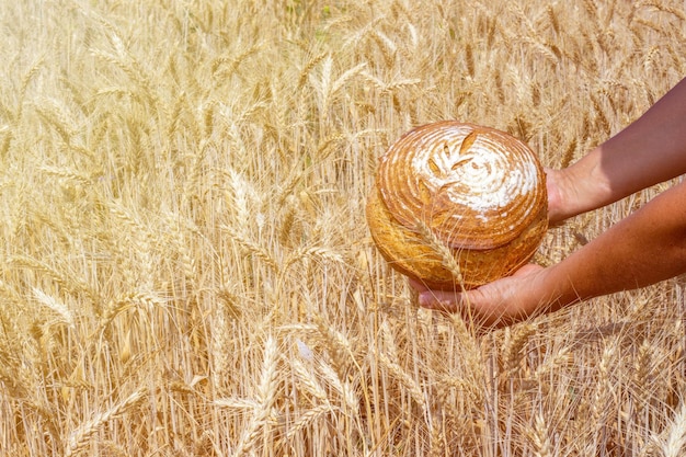 champ doré de blé et pain frais, seigle, grains entiers. mains de femme tenant du pain sur des épis de blé