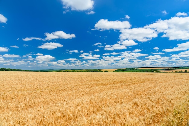 Champ du blé jaune mûr sous le ciel bleu et les nuages