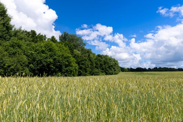 Un champ avec du blé non mûr pendant la saison estivale