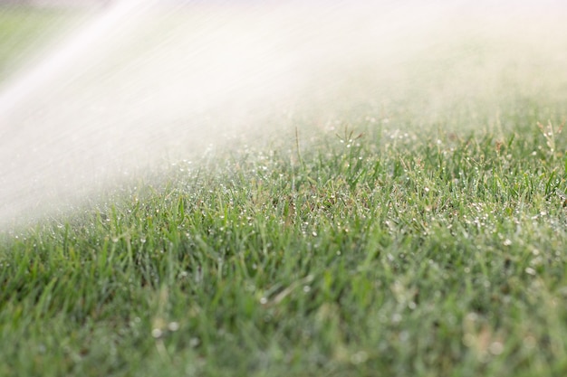 Champ ensoleillé d'herbe verte avec des gouttes de pluie