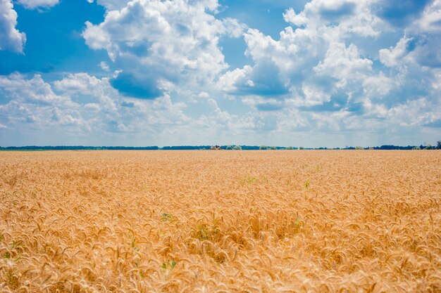 Champ avec épillets de blé et ciel bleu