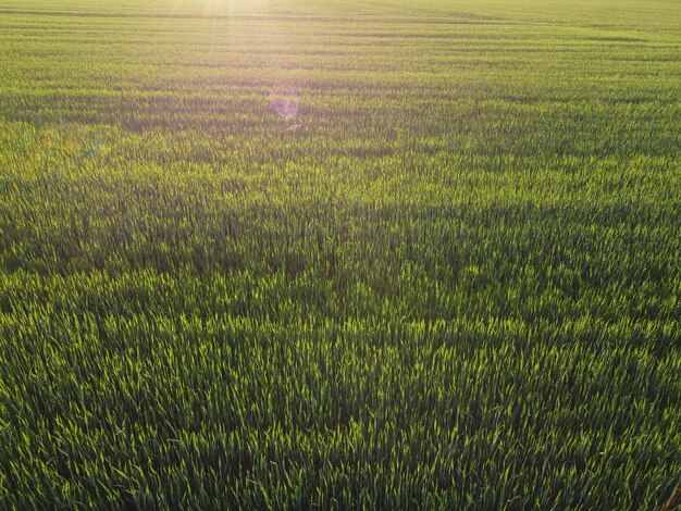 Champ avec épillets de jeune orge et rayons lumineux du soleil du soir