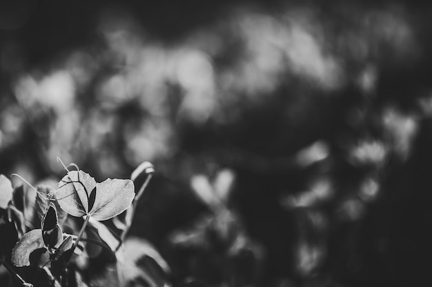 Champ avec espace pour le texte. Noir et blanc