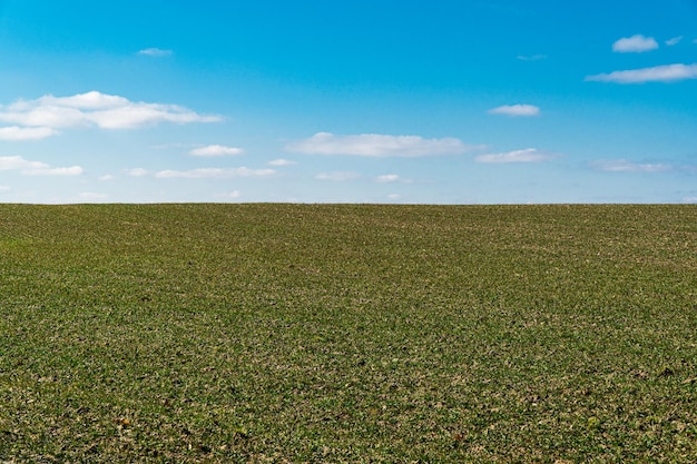 Le champ est semé de blé. Champ au printemps. Terre agricole. Notion d'agriculture