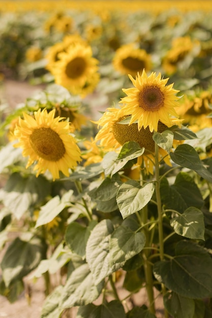 Champ d'été avec de beaux tournesols