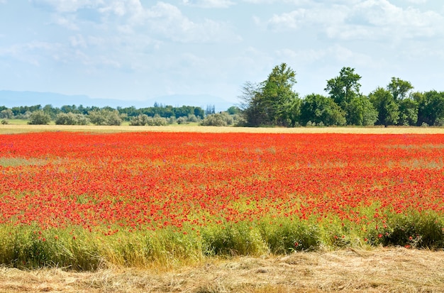 Champ d'été avec de belles fleurs de pavot rouge.