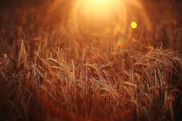 champ d'été de blé de grain