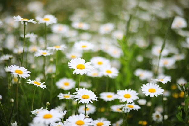 Champ d'été de camomilles blanches sur la nature de la campagne