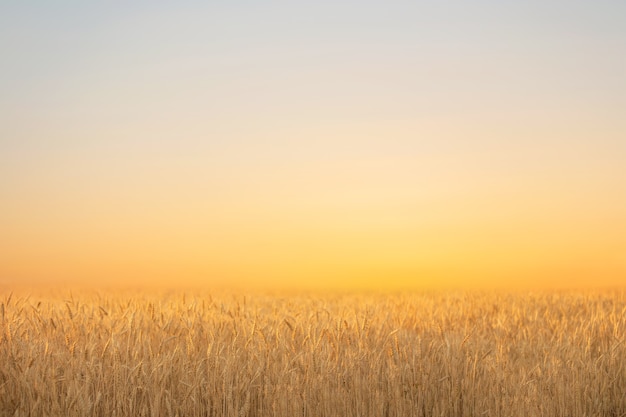 champ d'été avec du blé mûr sur le fond du ciel du soir