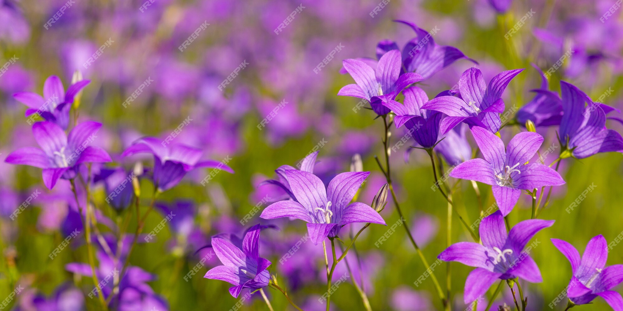 Champ D'été En Fleurs, Couvert De Fleurs De Cloche Violettes. Paysage Grand  écran, Fond Coloré De Campanules En Fleurs. | Photo Premium