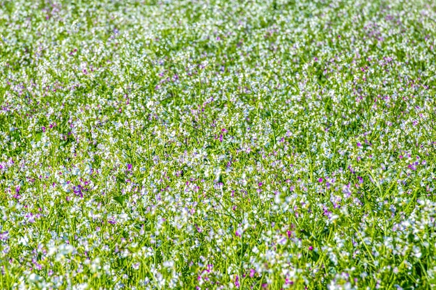 Champ d'été en fleurs sous le ciel bleu