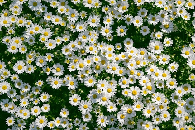 Champ d'été de fond de marguerites