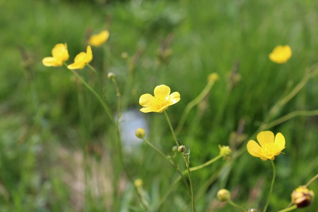 Champ d'été avec de l'herbe et des fleurs partiellement concentré et arrière-plan flou