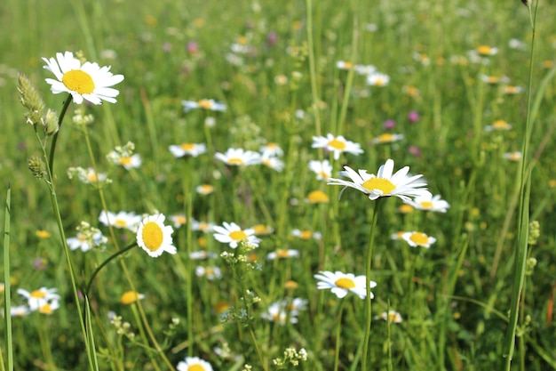 Champ d'été avec de l'herbe et des fleurs partiellement concentré et arrière-plan flou